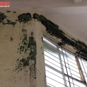 chong-reu-moc-cho-tuong