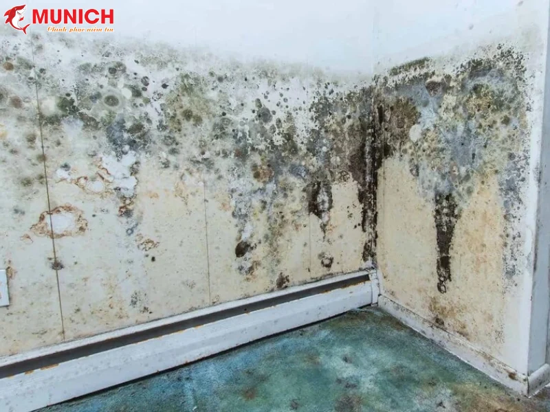 chong-reu-moc-cho-tuong