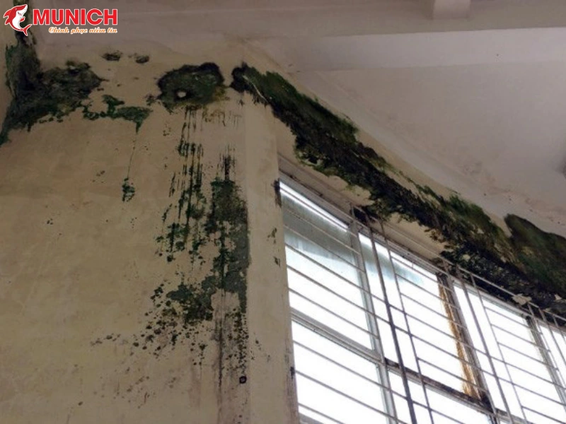 chong-reu-moc-cho-tuong