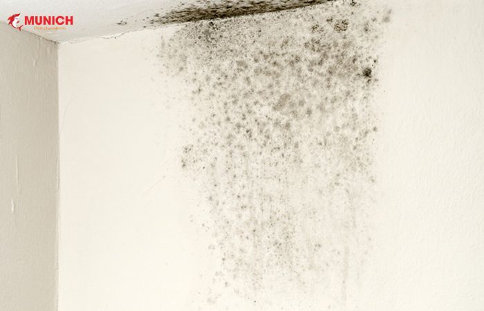 Địa chỉ mua sơn diệt khuẩn kháng kiềm cao cấp 